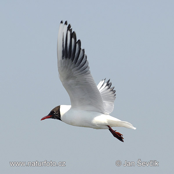 Gaviota reidora