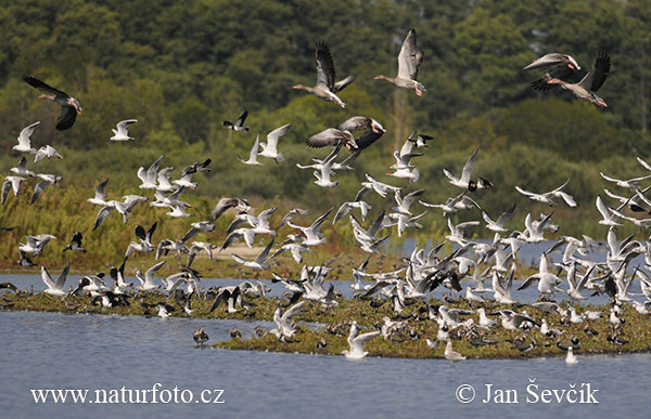 Gaviota reidora