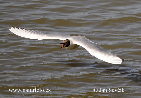 Gaviota reidora