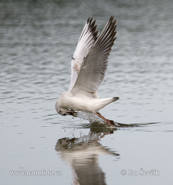 Gaviota reidora