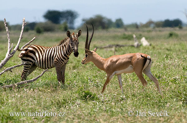 Gazella granti