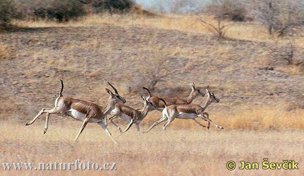 Gazella subgutturosa