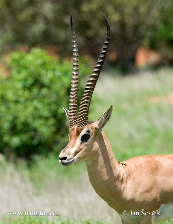 Gazelle de Grant