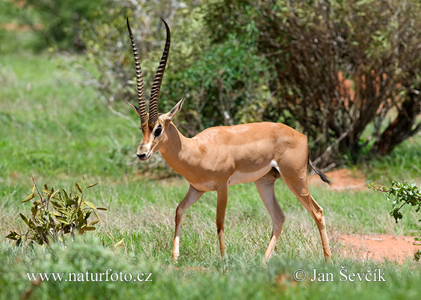 Gazelle de Grant