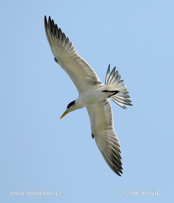 Geat Crested Tern (Thalasseus bergii)