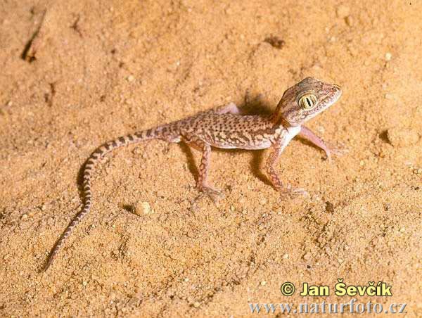Gecko Crossobamon (Crossobamon eversmanni)