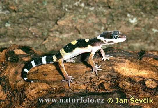 Gecko leopardo