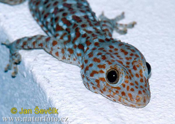 Gekko gecko