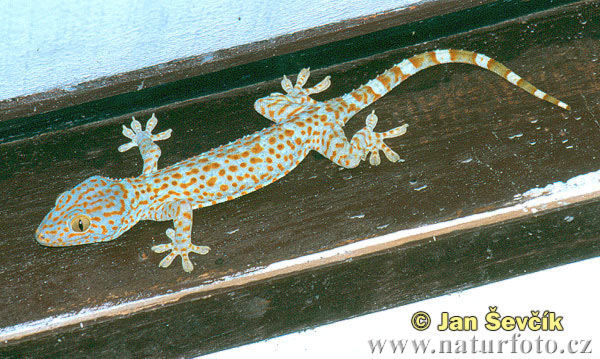 Gekko gecko