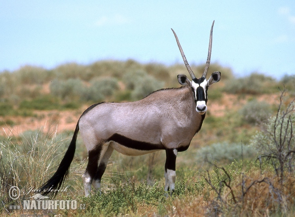 Gemsbok (Oryx gazella gazella)