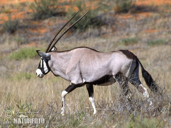 Gemsbok