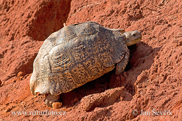 Geochelone pardalis