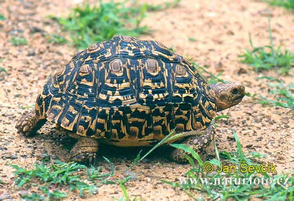 Geochelone pardalis