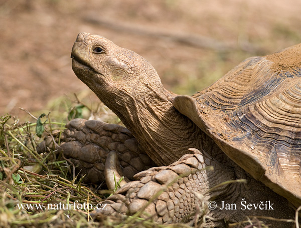 Geochelone sulcata