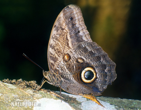 Giant Owl Butterfly (Caligo memnon)