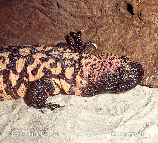 Gilamonster