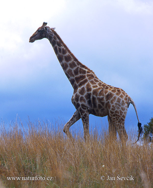 Giraffa camelopardalis giraffa