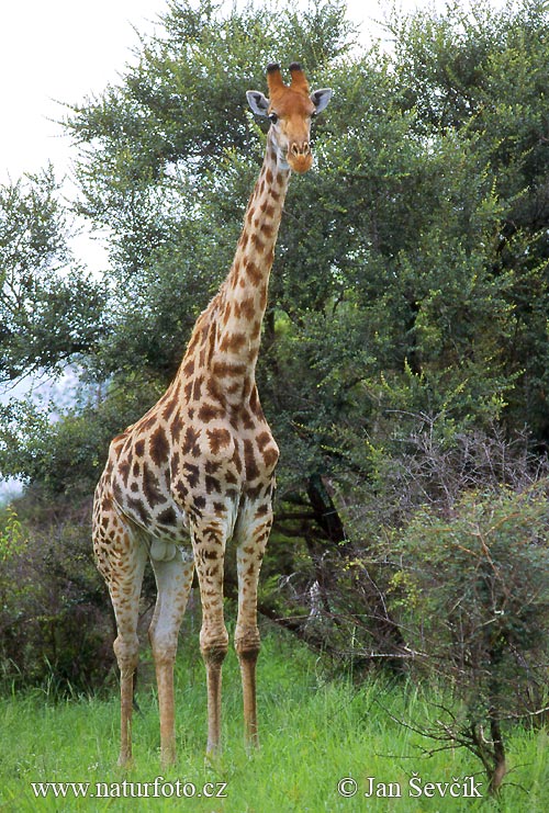 Giraffa camelopardalis giraffa