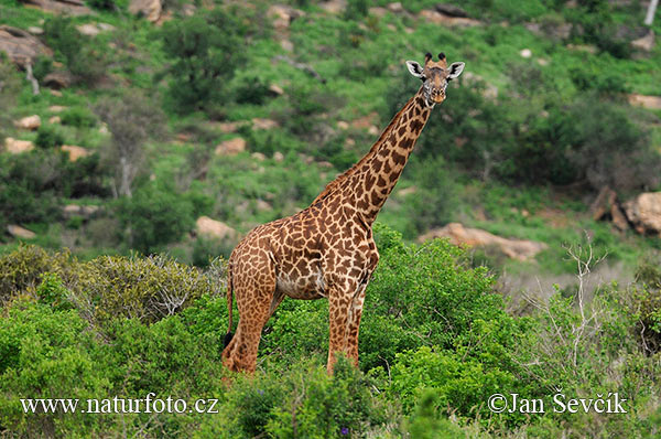 Giraffa camelopardalis tippelskirchi