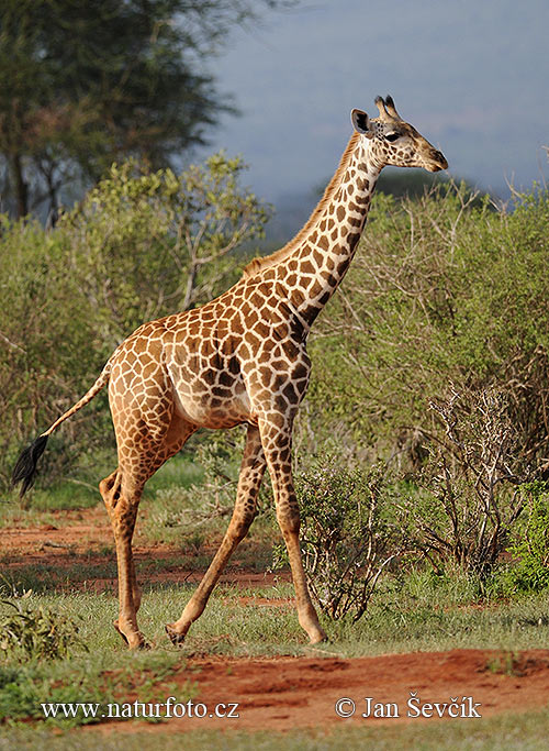 Giraffa camelopardalis tippelskirchi