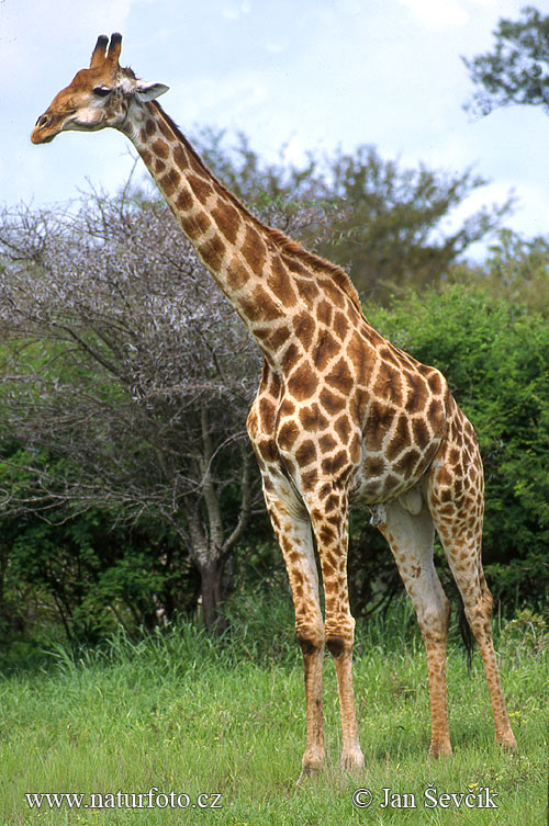 Giraffe dier