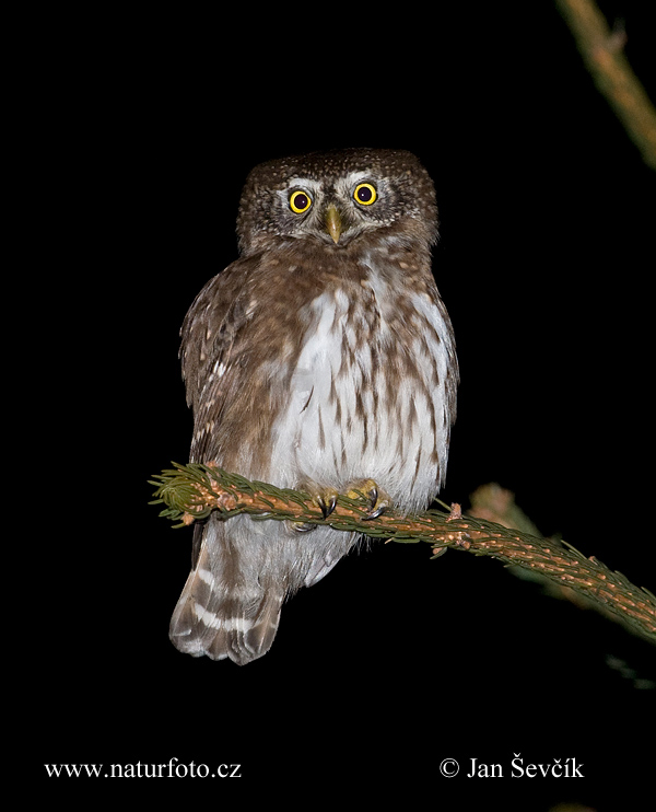 Glaucidium passerinum