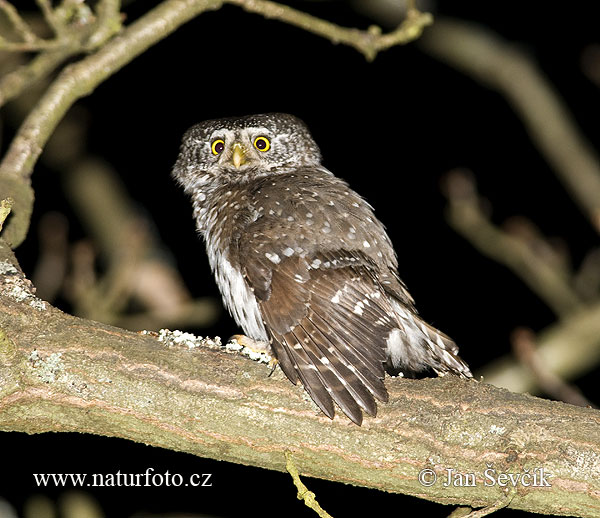 Glaucidium passerinum