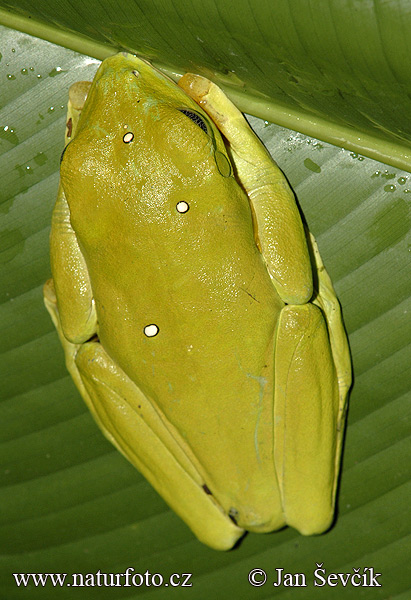 Gliding Treefrog