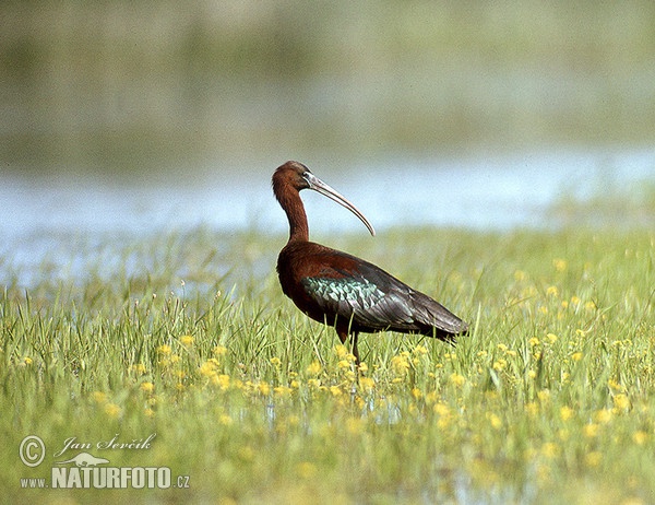 Glossy Ibis (Plegadis falcinellus)