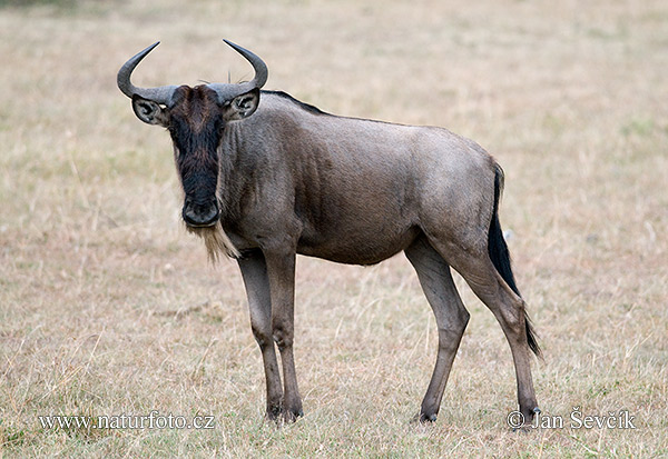 Gnu