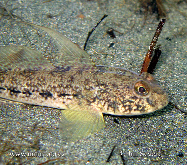 Gobius niger