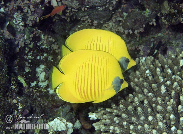 Golden Butterflyfish (Chaetodon semilarvatus)