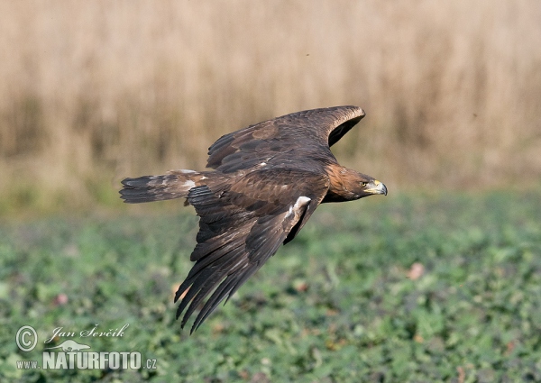 Golden Eagle (Aquila chrysaetos)