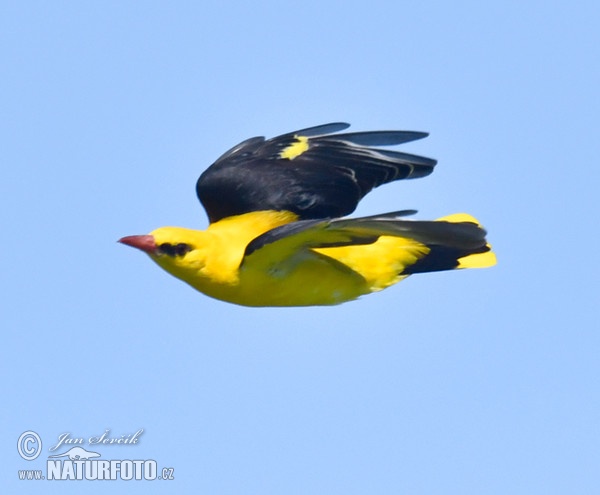 Golden Oriole (Oriolus oriolus)