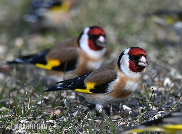 Goldfinch (Carduelis carduelis)