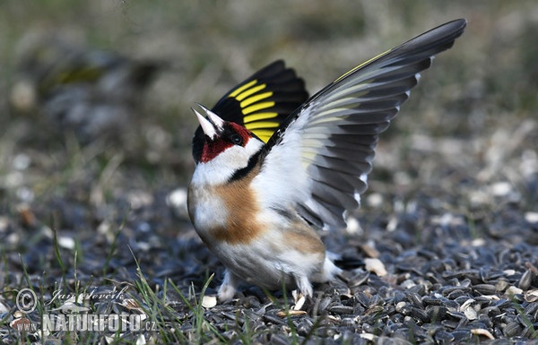 Goldfinch (Carduelis carduelis)