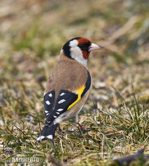 Goldfinch (Carduelis carduelis)