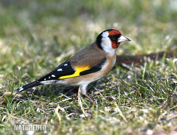 Goldfinch (Carduelis carduelis)