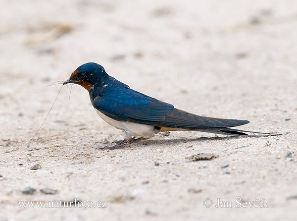 Golondrina común