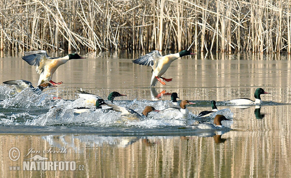 Goosander (Mergus merganser)