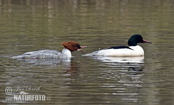 Goosander (Mergus merganser)