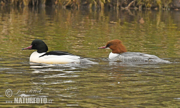 Goosander (Mergus merganser)