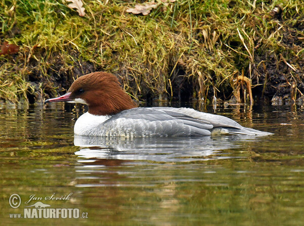 Goosander (Mergus merganser)