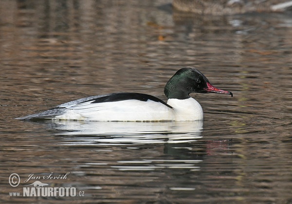 Goosander (Mergus merganser)