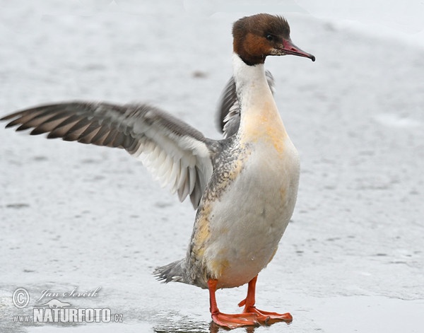 Goosander (Mergus merganser)