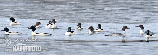 Goosander (Mergus merganser)