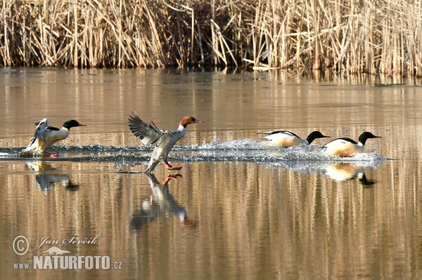 Goosander (Mergus merganser)