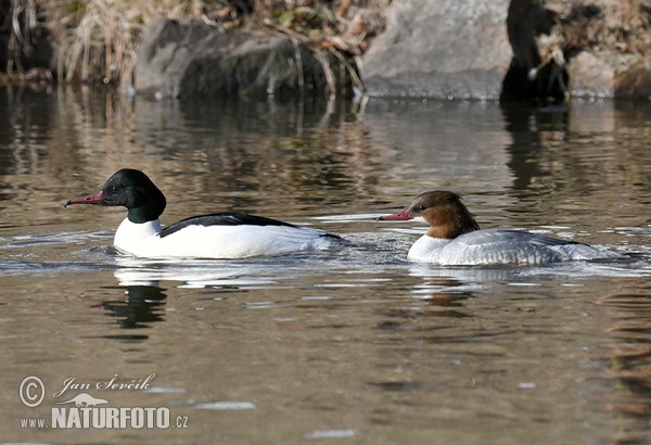 Goosander (Mergus merganser)