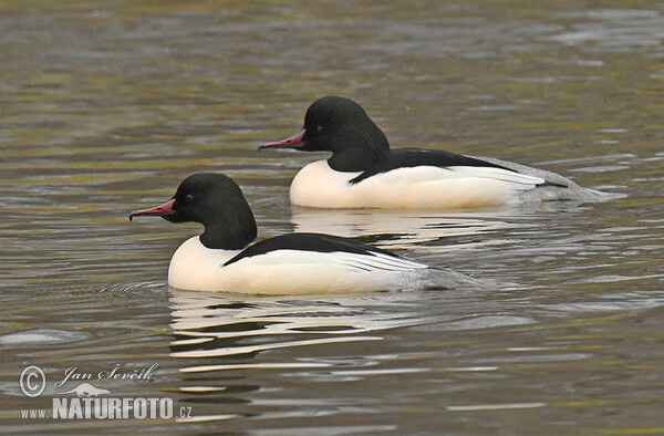 Goosander (Mergus merganser)