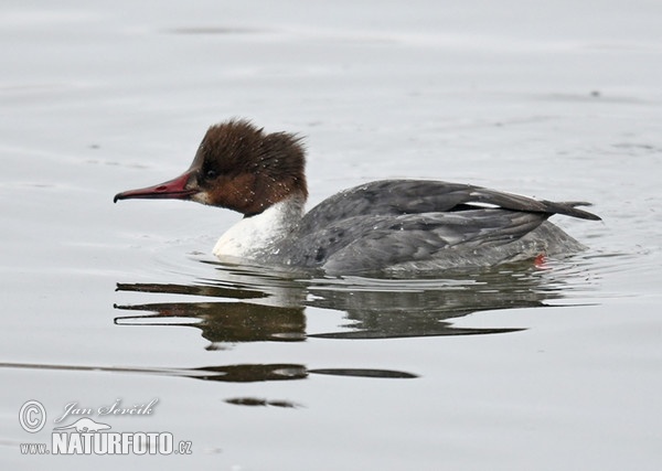 Goosander (Mergus merganser)